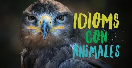 To Be a Night Owl: Idioms con Animales To Be a Night Owl: Idioms con Animales