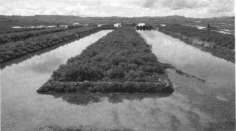 Cómo el estudio de culturas prehistóricas puede enfrentar el deterioro ambiental y beneficiar a la sociedad papas maduras en cultivos elevandos en Viscachani pamp huatta previene helada