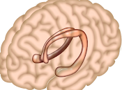 Estimulación Cerebral Hipocampo revierte Pérdida Memoria