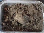 Dinosaurios, paleontología, craneos otras historias...