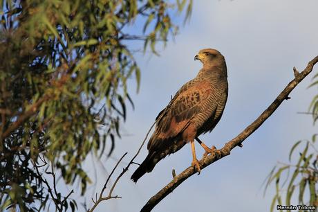 Aguilucho colorado (Buteogallus meridionalis)