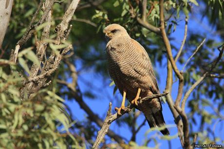 Aguilucho colorado (Buteogallus meridionalis)