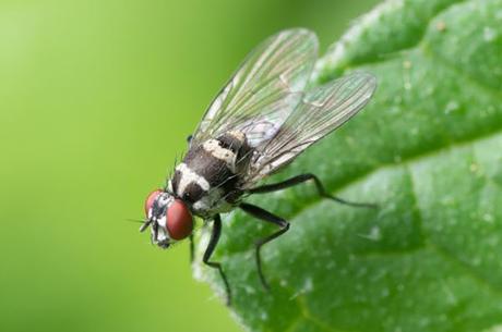 ¿Hay muchas #moscas en tu casa? Elimínalas con estos remedios caseros