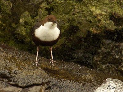 EN UN RÍO DE CANTABRIA