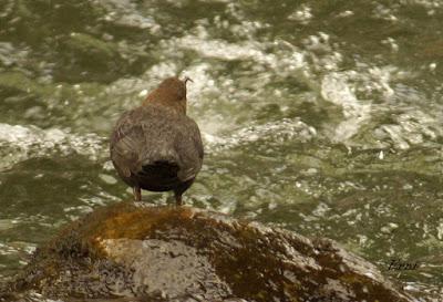EN UN RÍO DE CANTABRIA