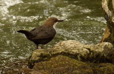 EN UN RÍO DE CANTABRIA