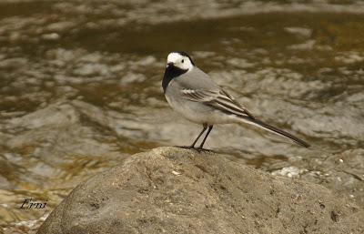 EN UN RÍO DE CANTABRIA