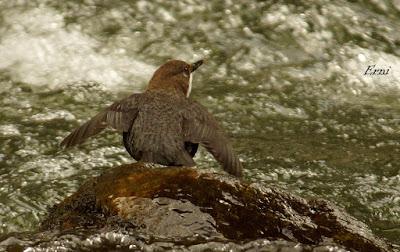 EN UN RÍO DE CANTABRIA