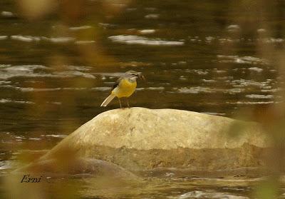 EN UN RÍO DE CANTABRIA