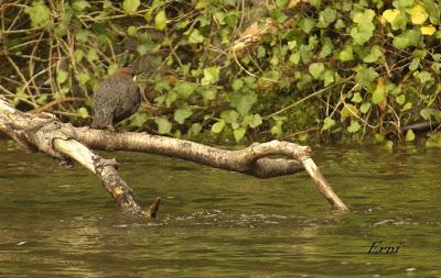 EN UN RÍO DE CANTABRIA