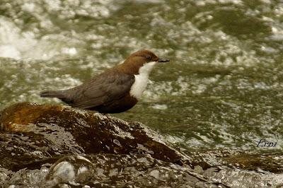 EN UN RÍO DE CANTABRIA