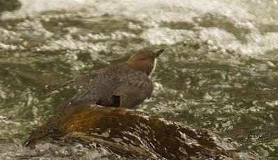 EN UN RÍO DE CANTABRIA