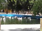 Buscarán salvar patos Parque Morales; están malas condiciones