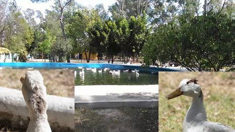 Buscarán salvar a patos del Parque Morales; están en malas condiciones