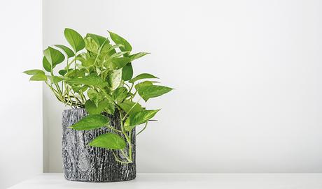 Consejos para combatir las alergias más comunes - Trucos de salud caseros