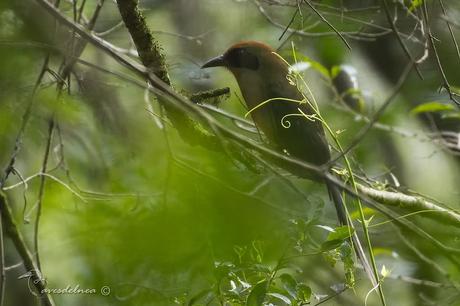 Yeruvá (Rufous-capped Motmot) Baryphthengus ruficapillus