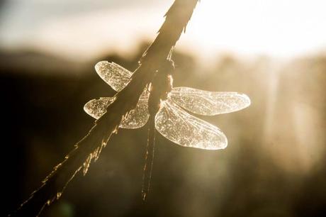 Drishti – La mirada con atención Drishti – La mirada con atención