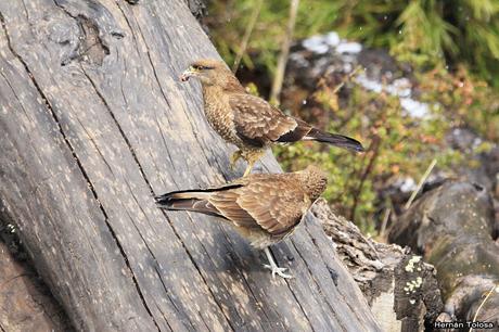 Adulto de chimango alimentando a un juvenil