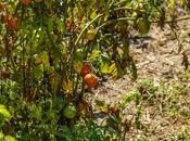 Tomates biológicos