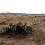 Reportan restos arqueológicos en Sierra de San Miguelito