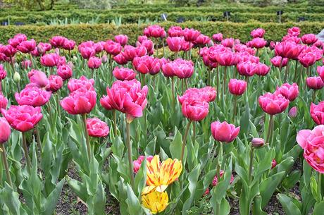 Planazo: Cientos de Tulipanes en el Real Jardín Botánico Madrid