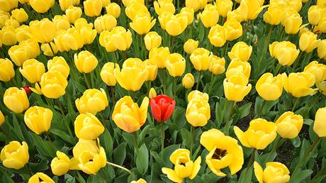 Planazo: Cientos de Tulipanes en el Real Jardín Botánico Madrid