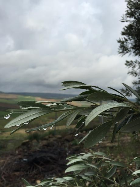 El olivar y la lluvia