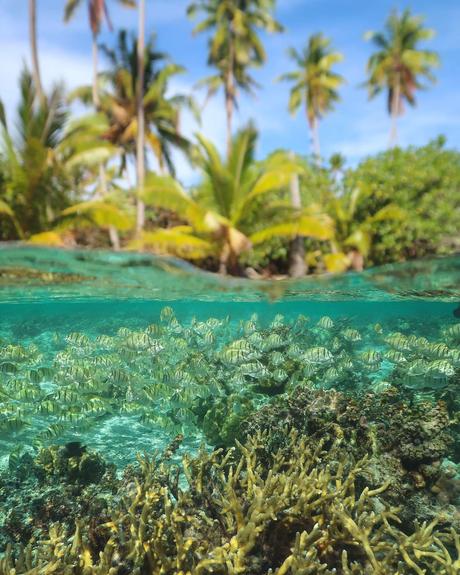 ▷ Cómo reducir su impacto ambiental mientras viaja French-Polynesia-17 ▷ Cómo reducir su impacto ambiental mientras viaja
