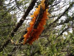 Un intruso en la ciudad encantada de Tamajón