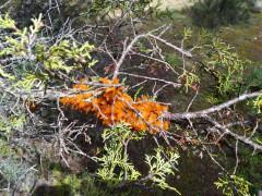 Un intruso en la ciudad encantada de Tamajón