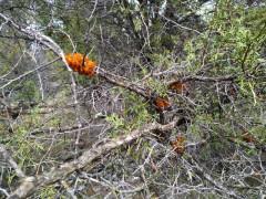 Un intruso en la ciudad encantada de Tamajón