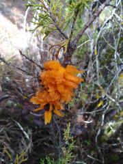 Un intruso en la ciudad encantada de Tamajón