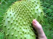 graviola guanábana propiedades