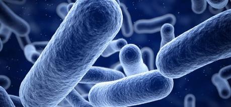 Pielonefritis Bacterias de la pielonefritis