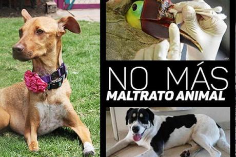 Se han registrado 110 casos de maltrato animal en SLP