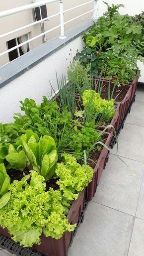 Huertos Urbanos en Casa Huertos Urbanos en Casa