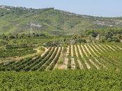 Viñas Olèrdola