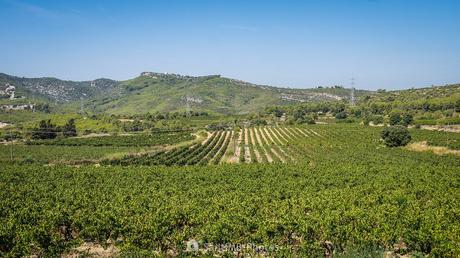 Viñas de Olèrdola