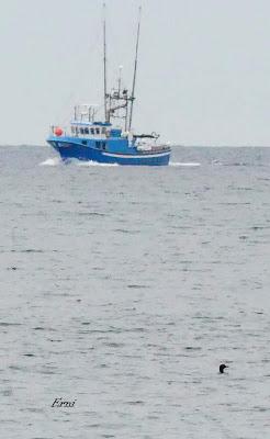 DELFINES DIFRUTANDO EN LIBERTAD