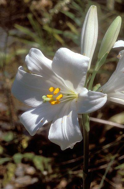 Los IBN Shoshan de Toledo