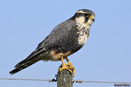 Encuentro cercano con un halcón plomizo