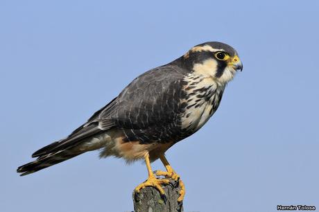 Encuentro cercano con un halcón plomizo