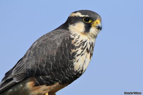 Encuentro cercano con un halcón plomizo
