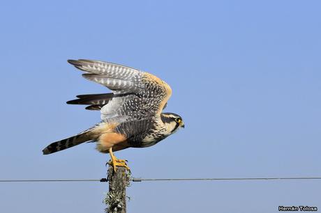 Encuentro cercano con un halcón plomizo