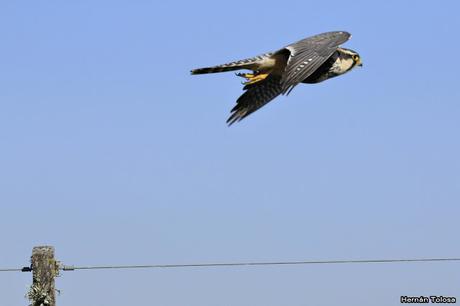 Encuentro cercano con un halcón plomizo