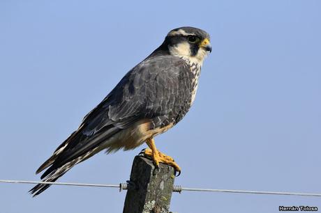 Encuentro cercano con un halcón plomizo