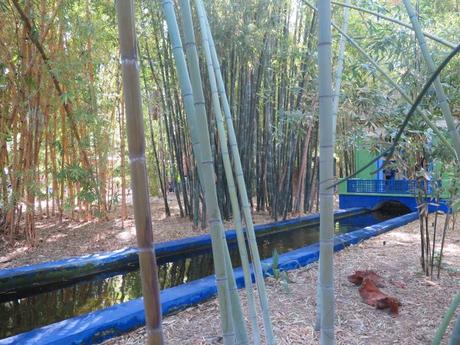 ▷ El Jardín de Majorelle, el oasis que dio vida a un color IMG_2866-min-e1554583042676 ▷ El Jardín de Majorelle, el oasis que dio vida a un color