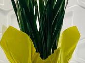 narcisos.