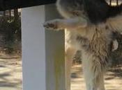 Este mupi hace test orina perros para prevenir detectar enfermedades