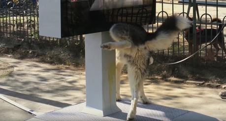 Este mupi hace test de orina a los perros para prevenir y detectar enfermedades